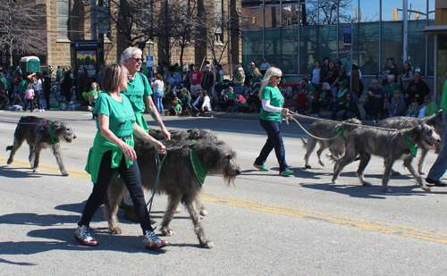 Irish Wolfhounds of NE Ohio